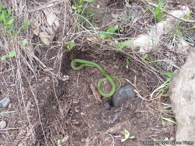 Western Smooth Greensnake (Opheodrys vernalis blanchardi)