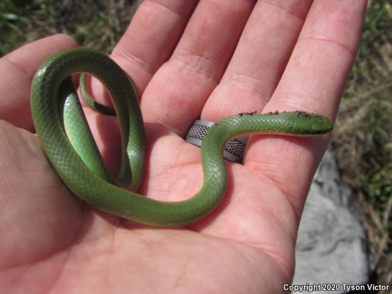 Western Smooth Greensnake (Opheodrys vernalis blanchardi)