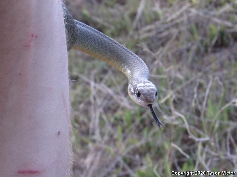 Western Yellow-bellied Racer (Coluber constrictor mormon)