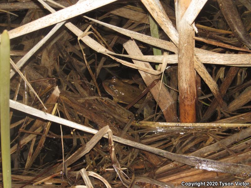 Columbia Spotted Frog (Rana luteiventris)