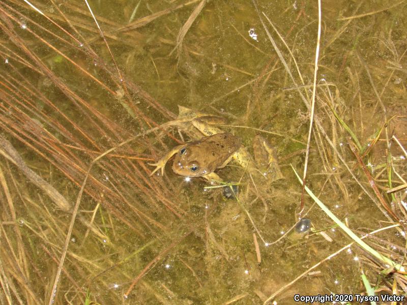 Columbia Spotted Frog (Rana luteiventris)