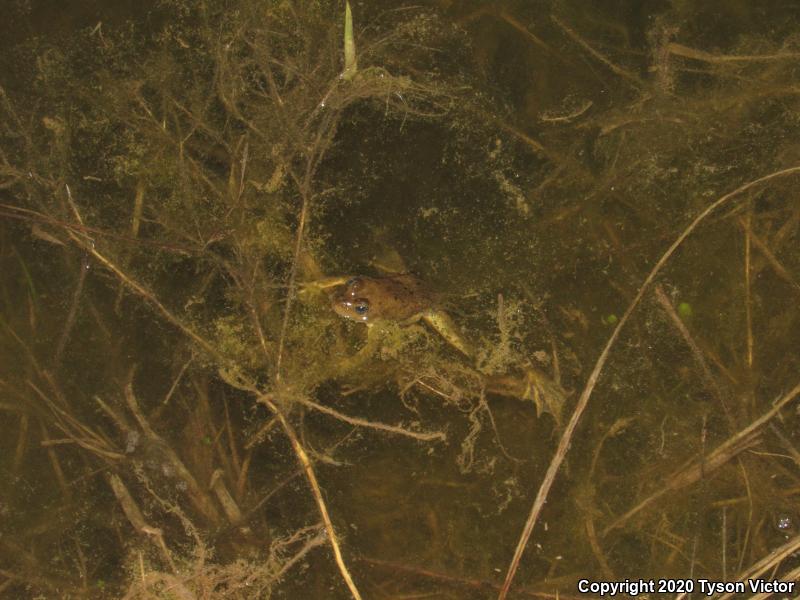 Columbia Spotted Frog (Rana luteiventris)