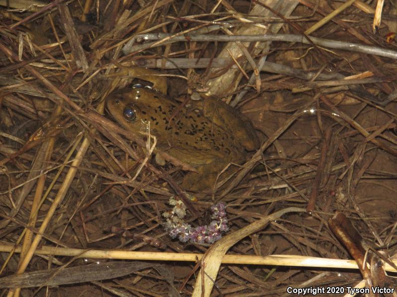 Columbia Spotted Frog (Rana luteiventris)