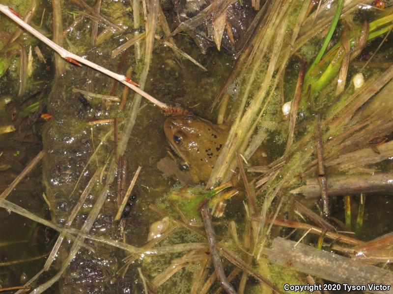 Columbia Spotted Frog (Rana luteiventris)