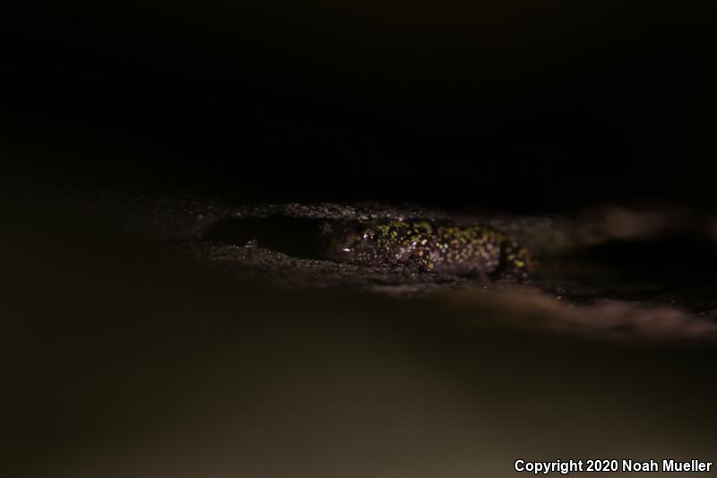 Green Salamander (Aneides aeneus)