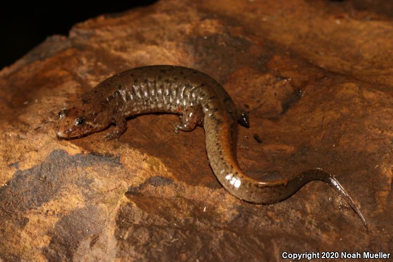 Spotted Dusky Salamander (Desmognathus conanti)