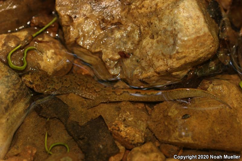 Spotted Dusky Salamander (Desmognathus conanti)