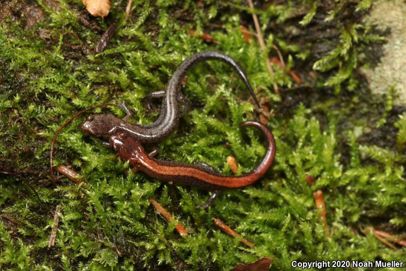 Northern Zigzag Salamander (Plethodon dorsalis)