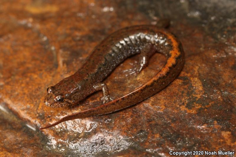 Seal Salamander (Desmognathus monticola)