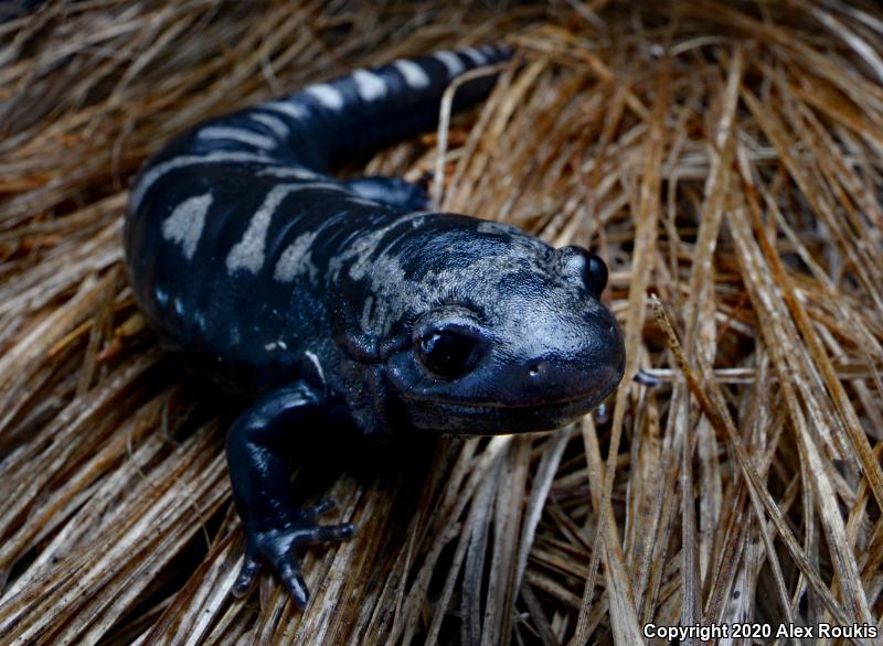 Marbled Salamander (Ambystoma opacum)