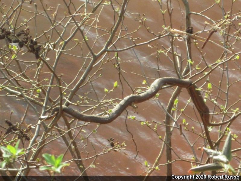 Queensnake (Regina septemvittata)