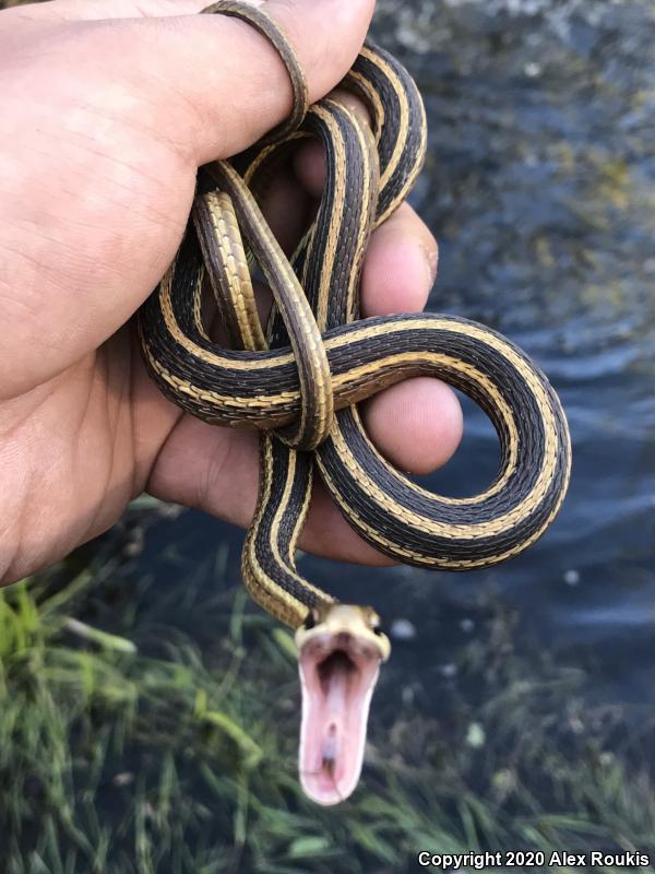 Eastern Ribbonsnake (Thamnophis sauritus sauritus)