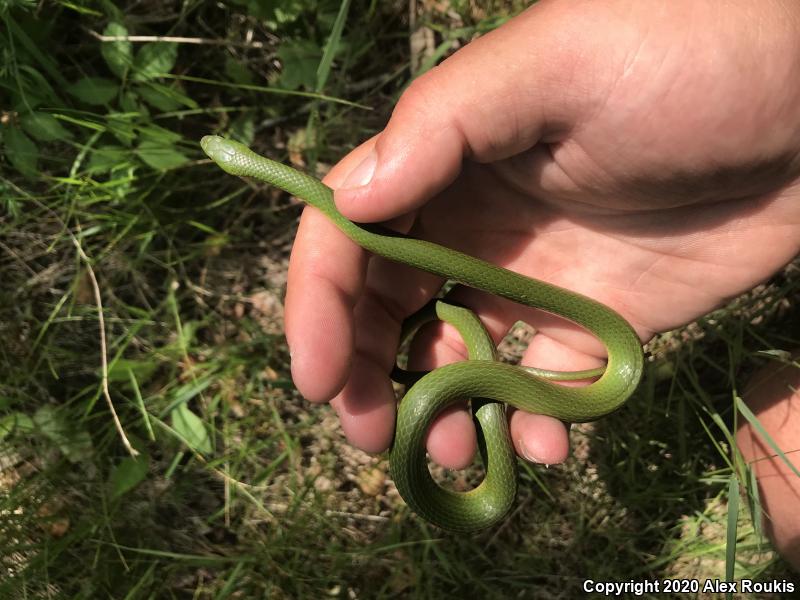 Eastern Smooth Greensnake (Opheodrys vernalis vernalis)