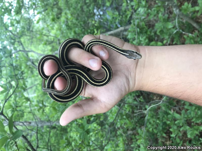 Eastern Ribbonsnake (Thamnophis sauritus sauritus)