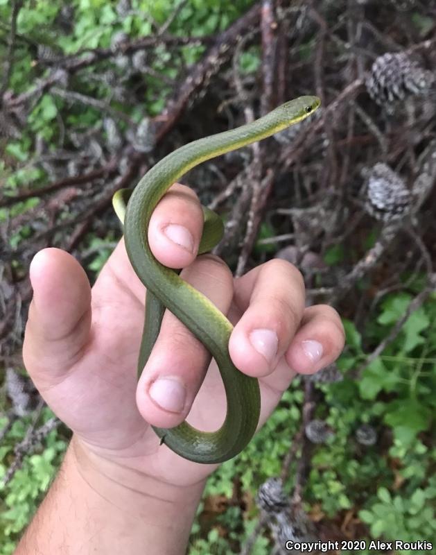 Smooth Greensnake (Opheodrys vernalis)