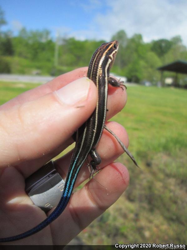 Southeastern Five-lined Skink (Plestiodon inexpectatus)