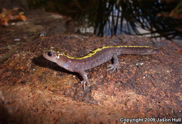 Southern Long-toed Salamander (Ambystoma macrodactylum sigillatum)