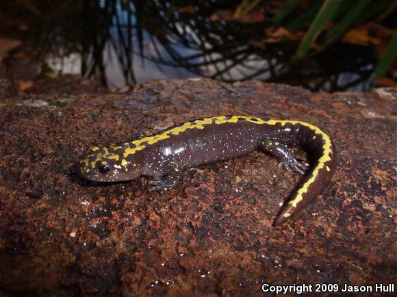 Southern Long-toed Salamander (Ambystoma macrodactylum sigillatum)