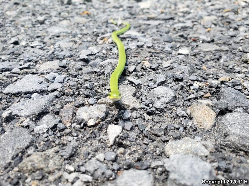 Smooth Greensnake (Opheodrys vernalis)