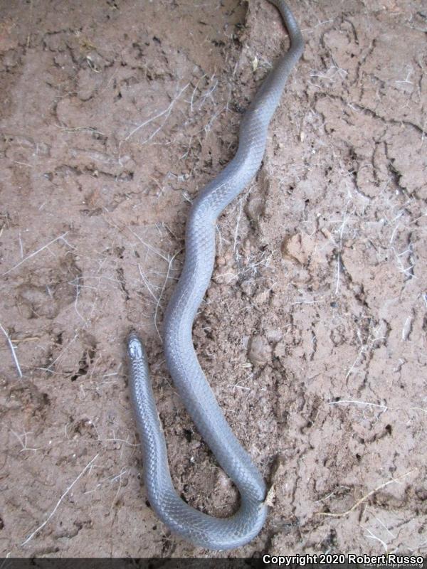 Eastern Wormsnake (Carphophis amoenus amoenus)