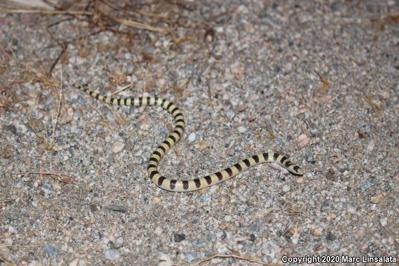 Mojave Shovel-nosed Snake (Chionactis occipitalis occipitalis)