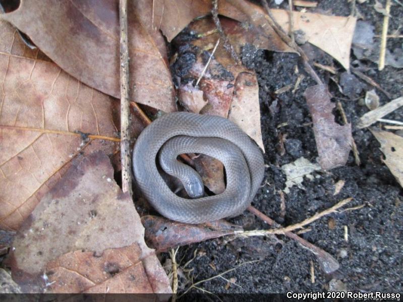 Smooth Earthsnake (Virginia valeriae)