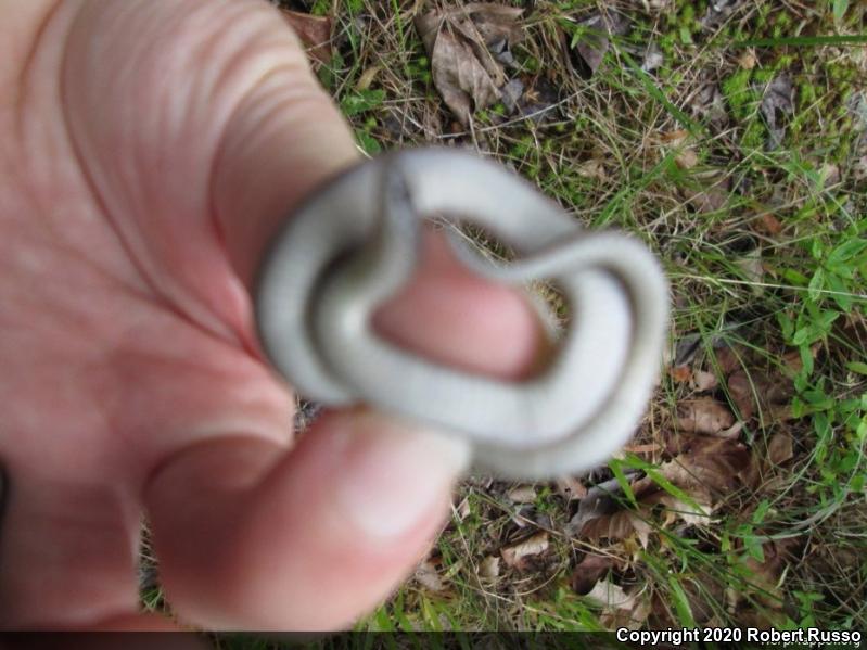 Smooth Earthsnake (Virginia valeriae)