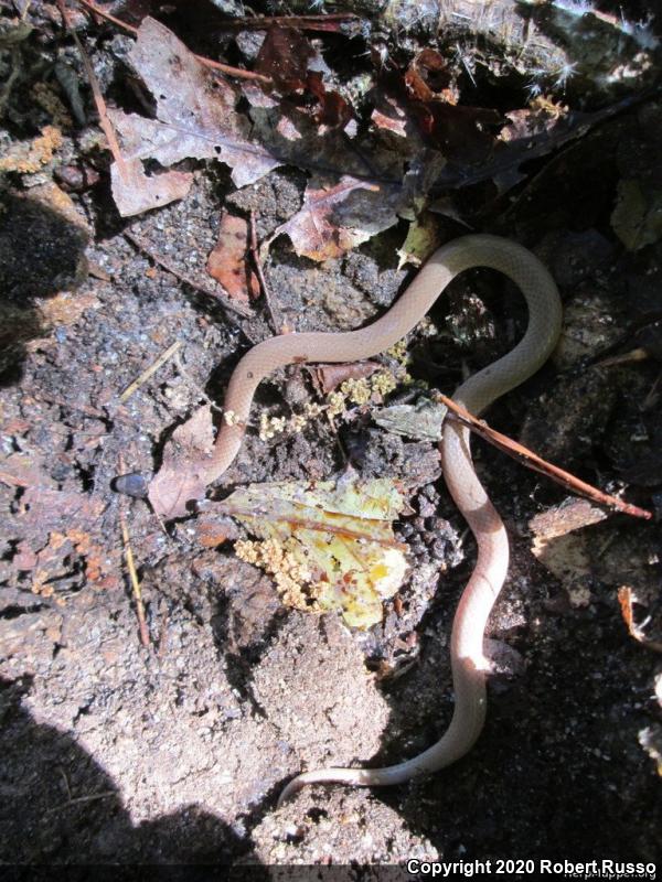 Southeastern Crowned Snake (Tantilla coronata)