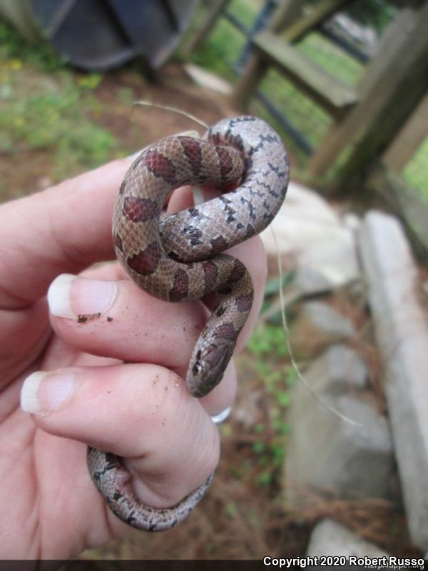 Mole Kingsnake (Lampropeltis calligaster rhombomaculata)