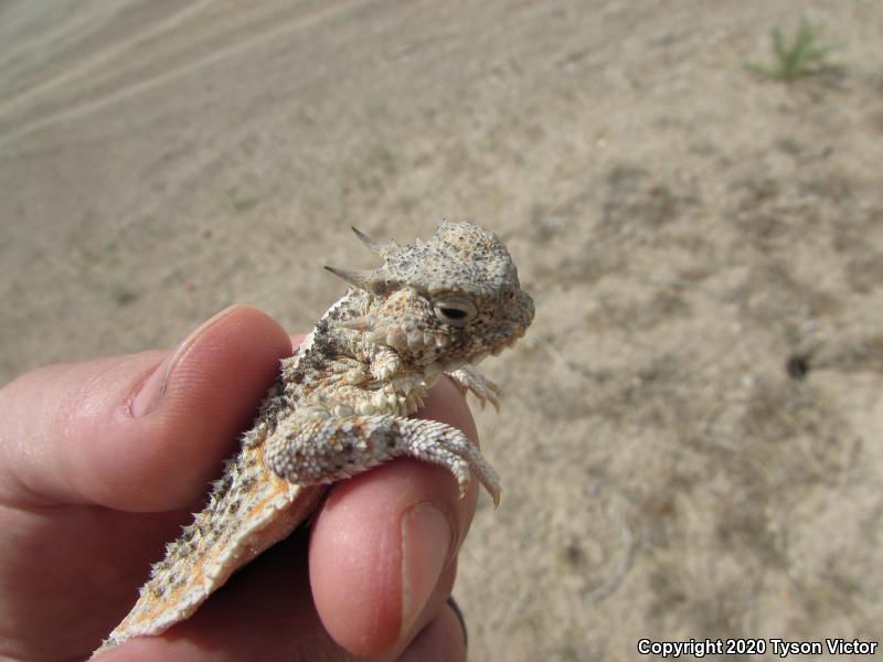 Northern Desert Horned Lizard (Phrynosoma platyrhinos platyrhinos)