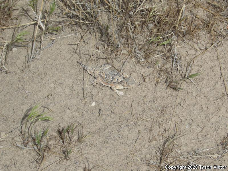 Northern Desert Horned Lizard (Phrynosoma platyrhinos platyrhinos)