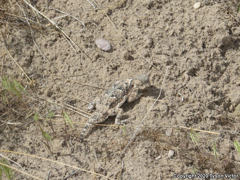 Northern Desert Horned Lizard (Phrynosoma platyrhinos platyrhinos)