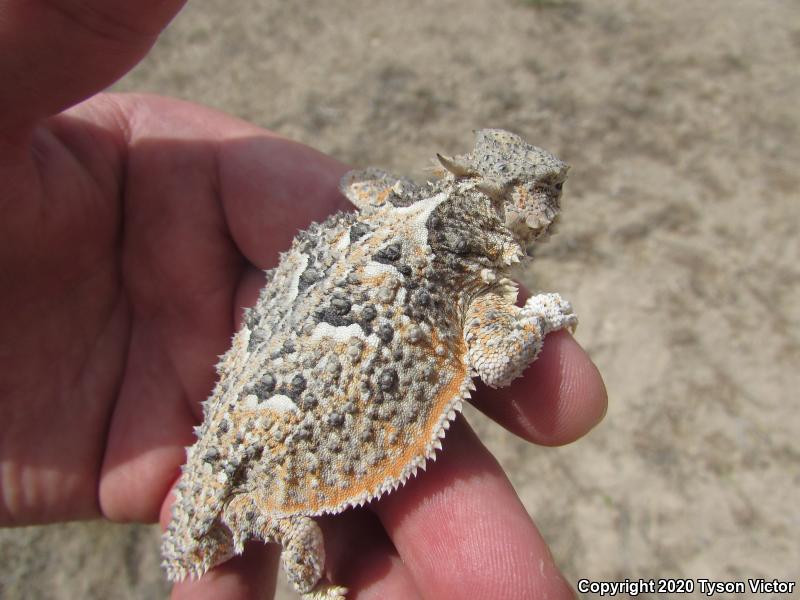 Northern Desert Horned Lizard (Phrynosoma platyrhinos platyrhinos)