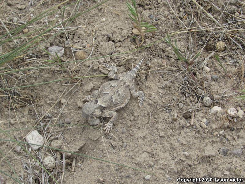 Northern Desert Horned Lizard (Phrynosoma platyrhinos platyrhinos)