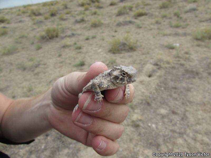 Northern Desert Horned Lizard (Phrynosoma platyrhinos platyrhinos)