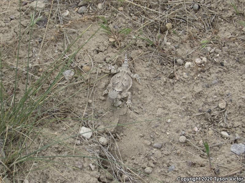 Northern Desert Horned Lizard (Phrynosoma platyrhinos platyrhinos)