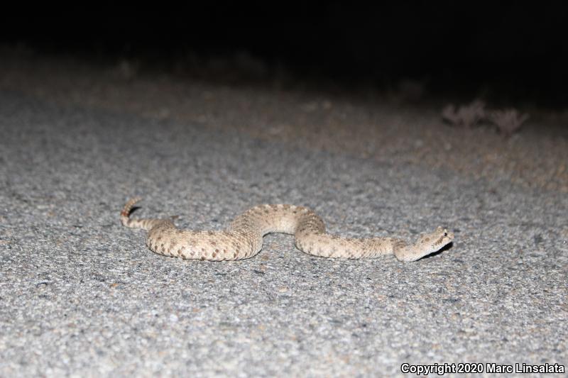 Mojave Desert Sidewinder (Crotalus cerastes cerastes)