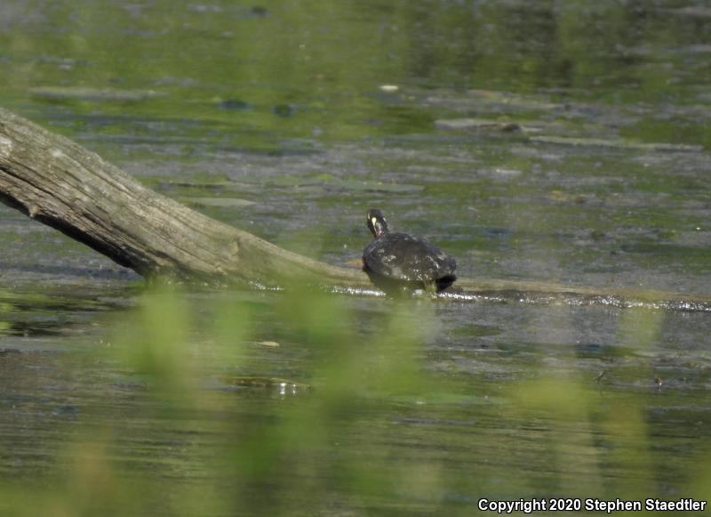 Midland Painted Turtle (Chrysemys picta marginata)