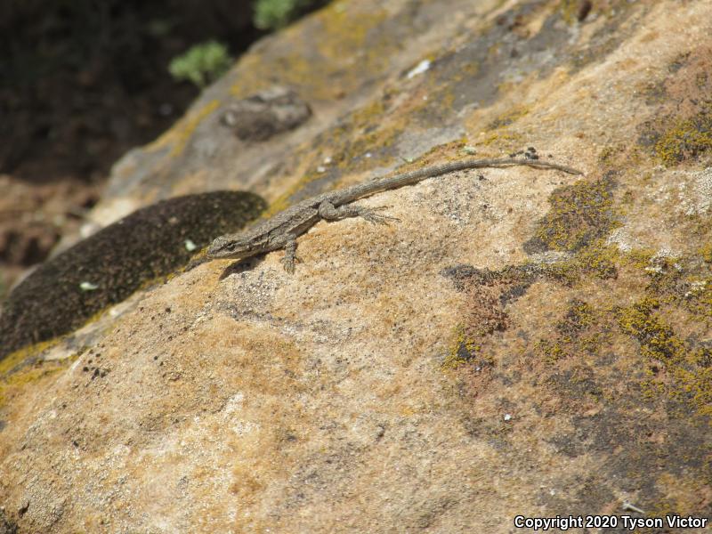 Northern Tree Lizard (Urosaurus ornatus wrighti)