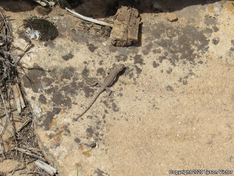 Northern Tree Lizard (Urosaurus ornatus wrighti)