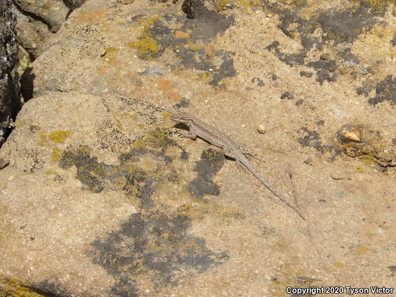 Northern Tree Lizard (Urosaurus ornatus wrighti)