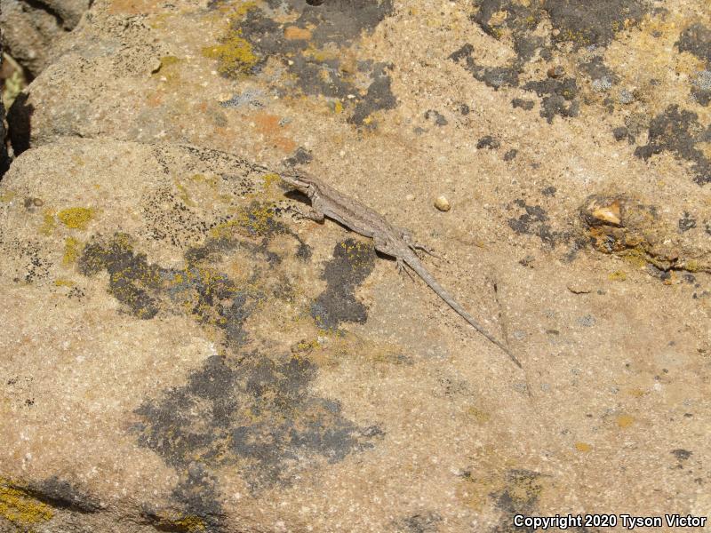 Northern Tree Lizard (Urosaurus ornatus wrighti)