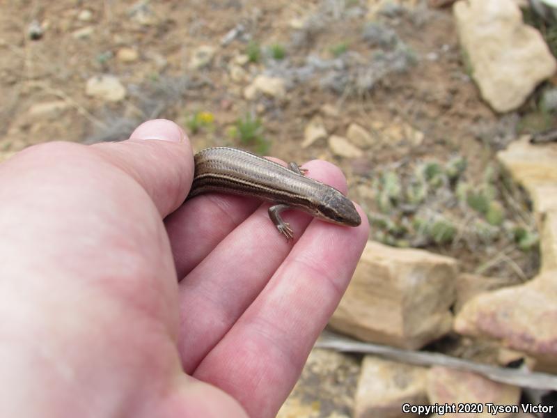 Variable Skink (Plestiodon multivirgatus epipleurotus)