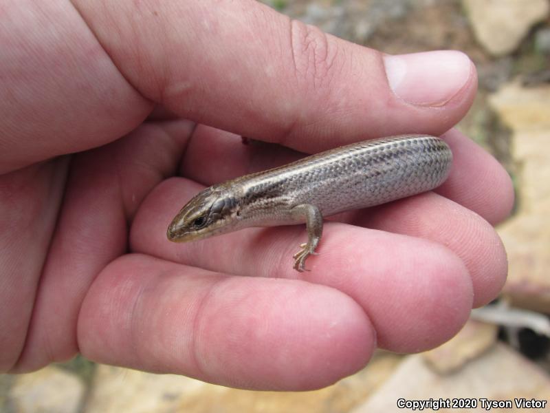 Variable Skink (Plestiodon multivirgatus epipleurotus)