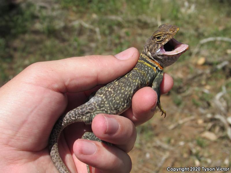 Eastern Collared Lizard (Crotaphytus collaris)