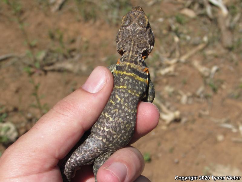 Eastern Collared Lizard (Crotaphytus collaris)