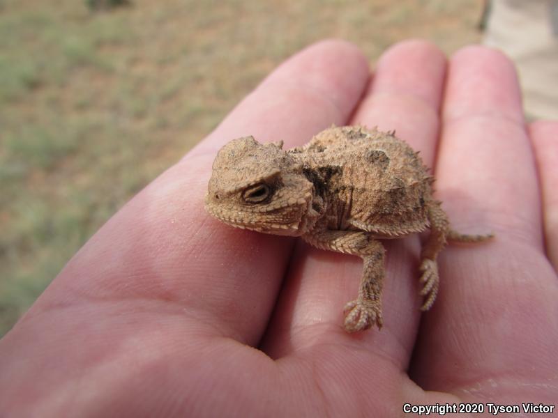 Hernandez's Short-horned Lizard (Phrynosoma hernandesi hernandesi)