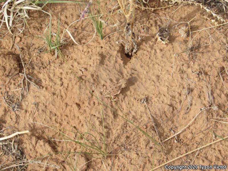 Hernandez's Short-horned Lizard (Phrynosoma hernandesi hernandesi)