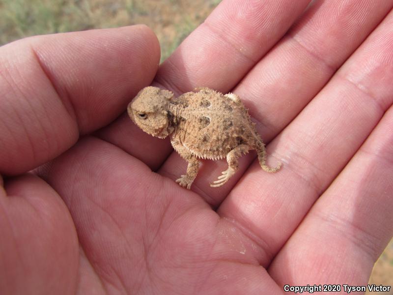 Hernandez's Short-horned Lizard (Phrynosoma hernandesi hernandesi)