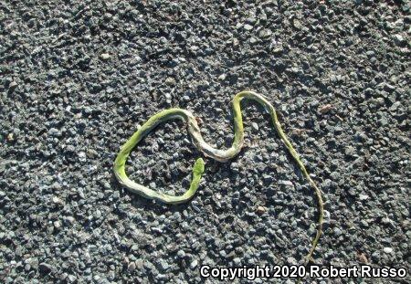 Northern Rough Greensnake (Opheodrys aestivus aestivus)